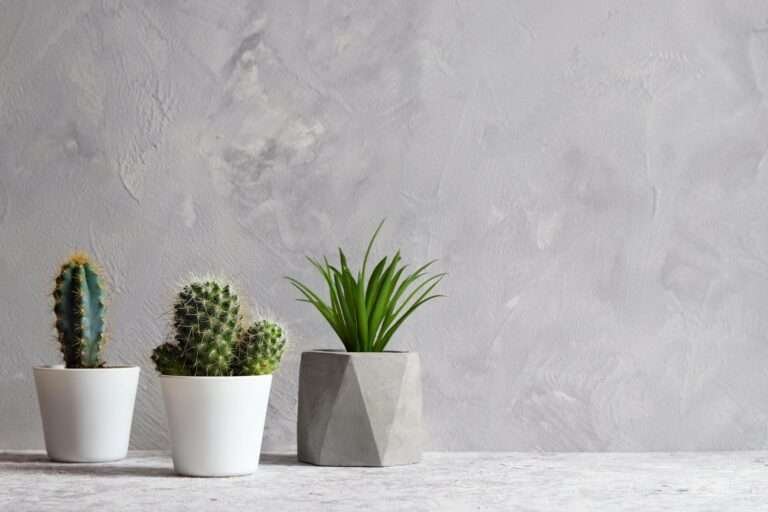 succulent-plants-pots-against-gray-wall-copy-space-text-minimalistic-design-home-interior-min
